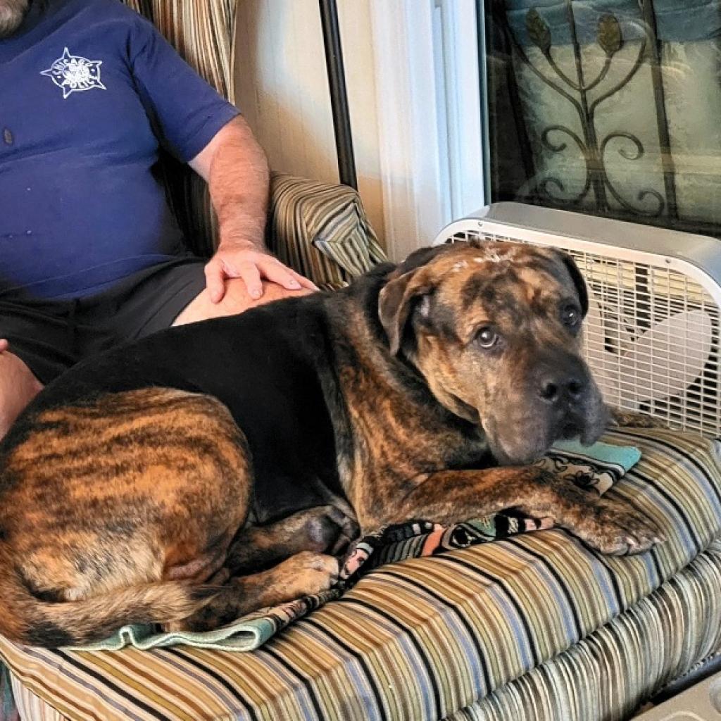 Adoptable Male Male