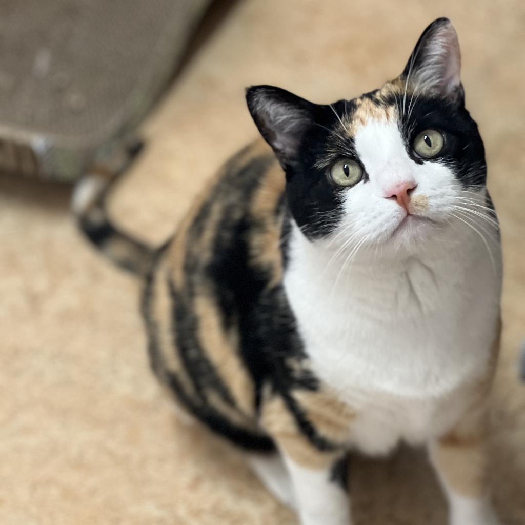 adoptable Cat in Kanab, UT named Glenda