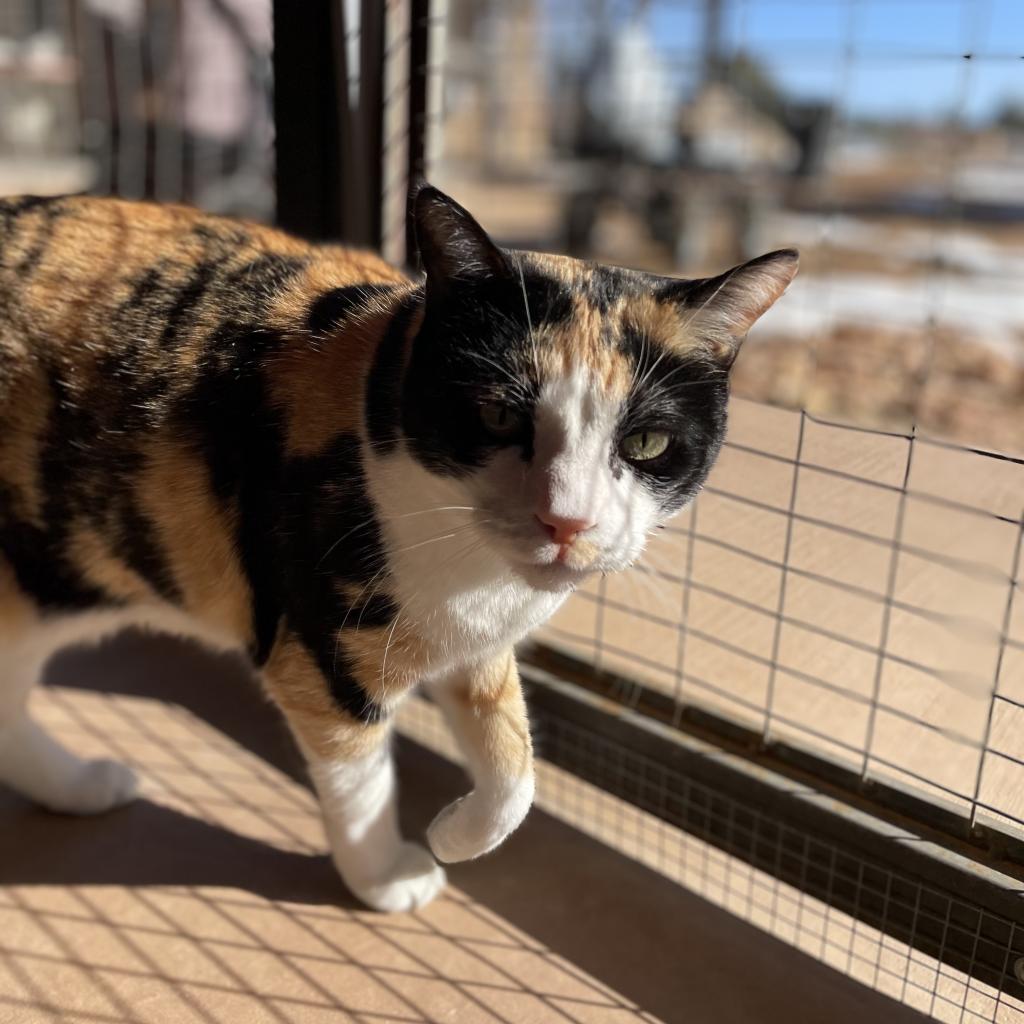 Adoptable Female Female