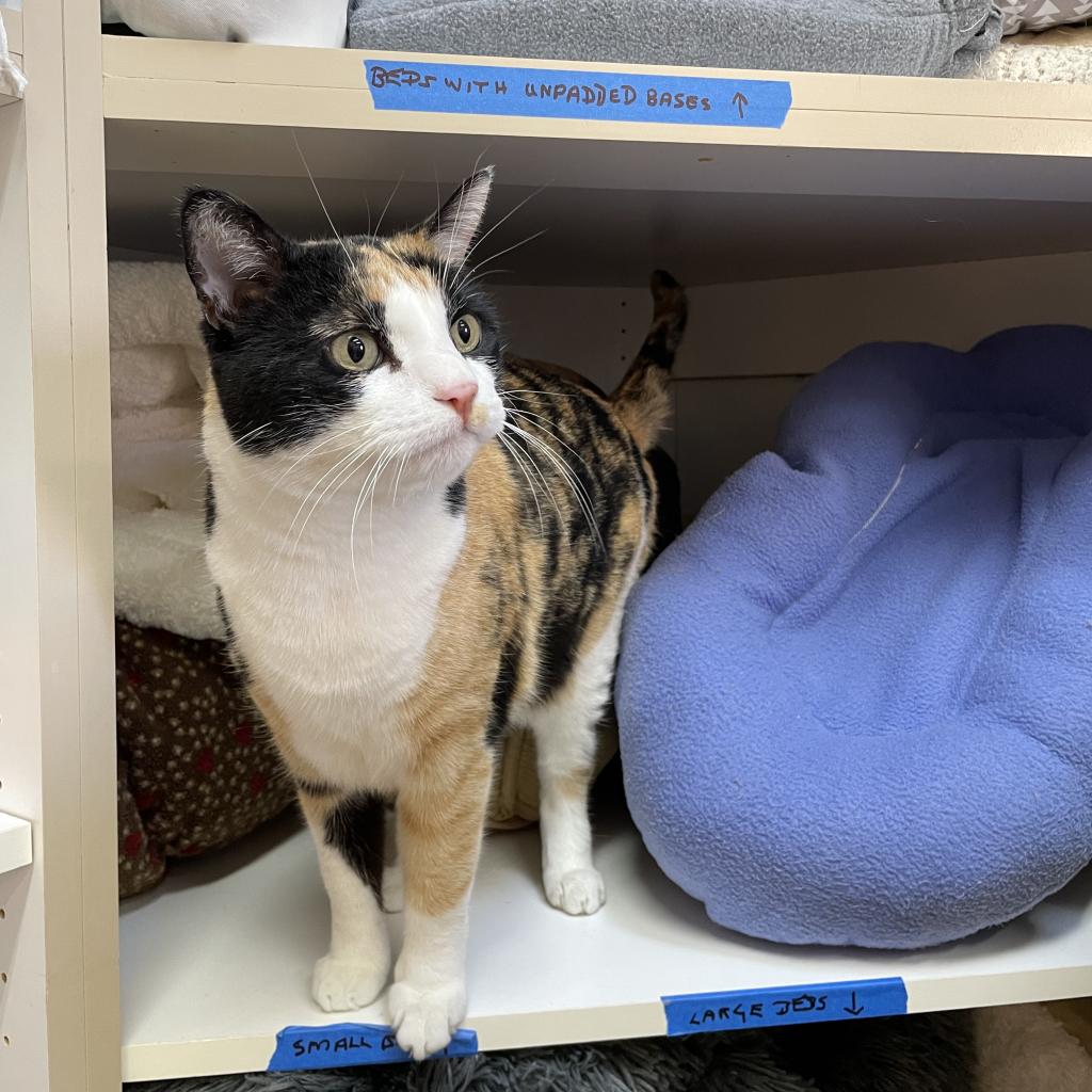 Adoptable Female Female