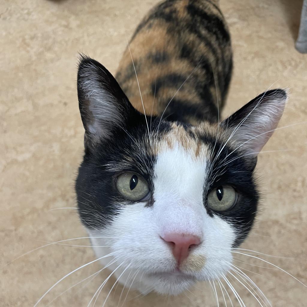 Adoptable Female Female