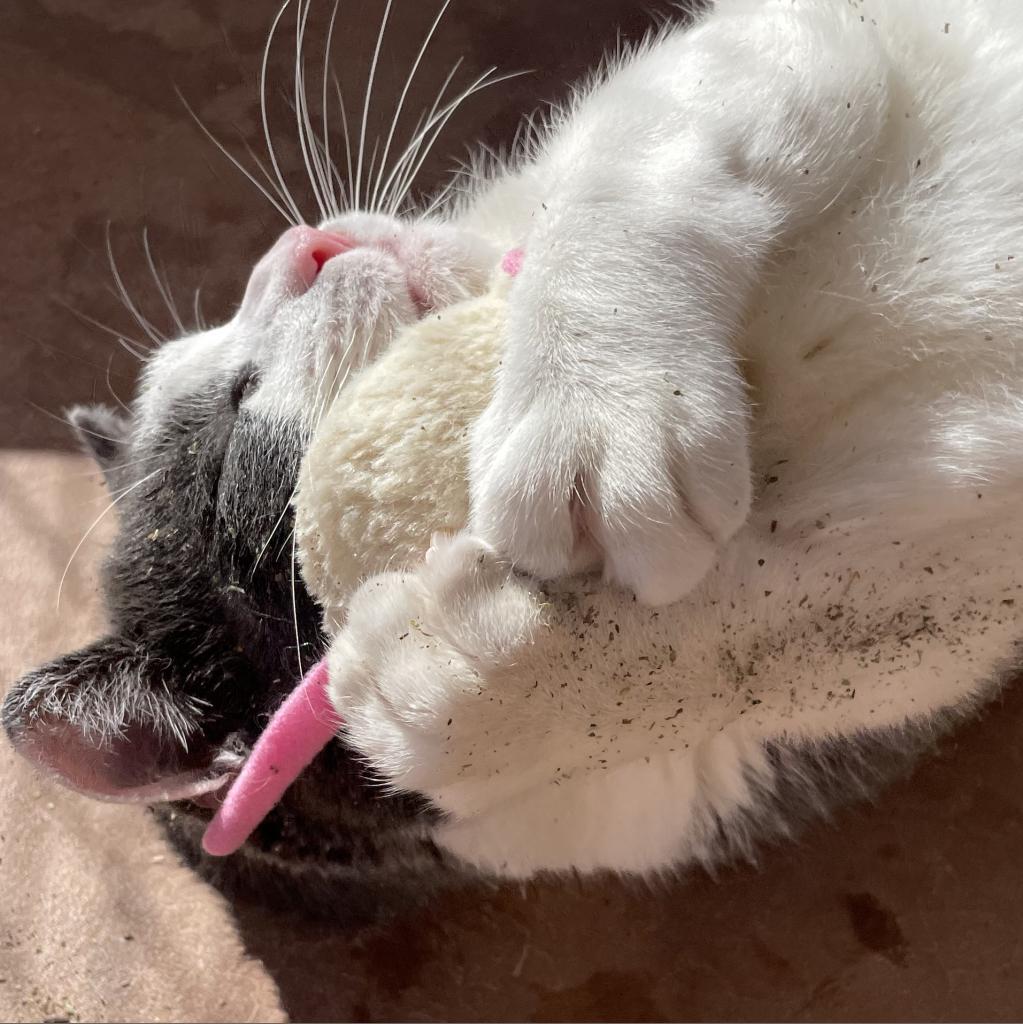 Adoptable Male Male