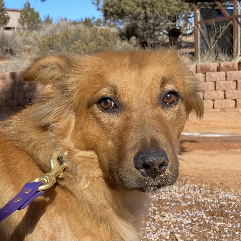 Adoptable Female Female