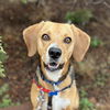 adoptable Dog in Kanab, UT named Holmes