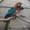 adoptable Bird in Kanab, UT named Matthew