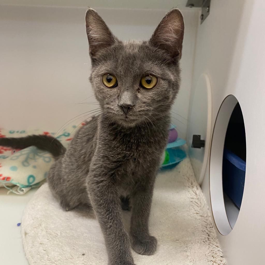 Adoptable Male Male