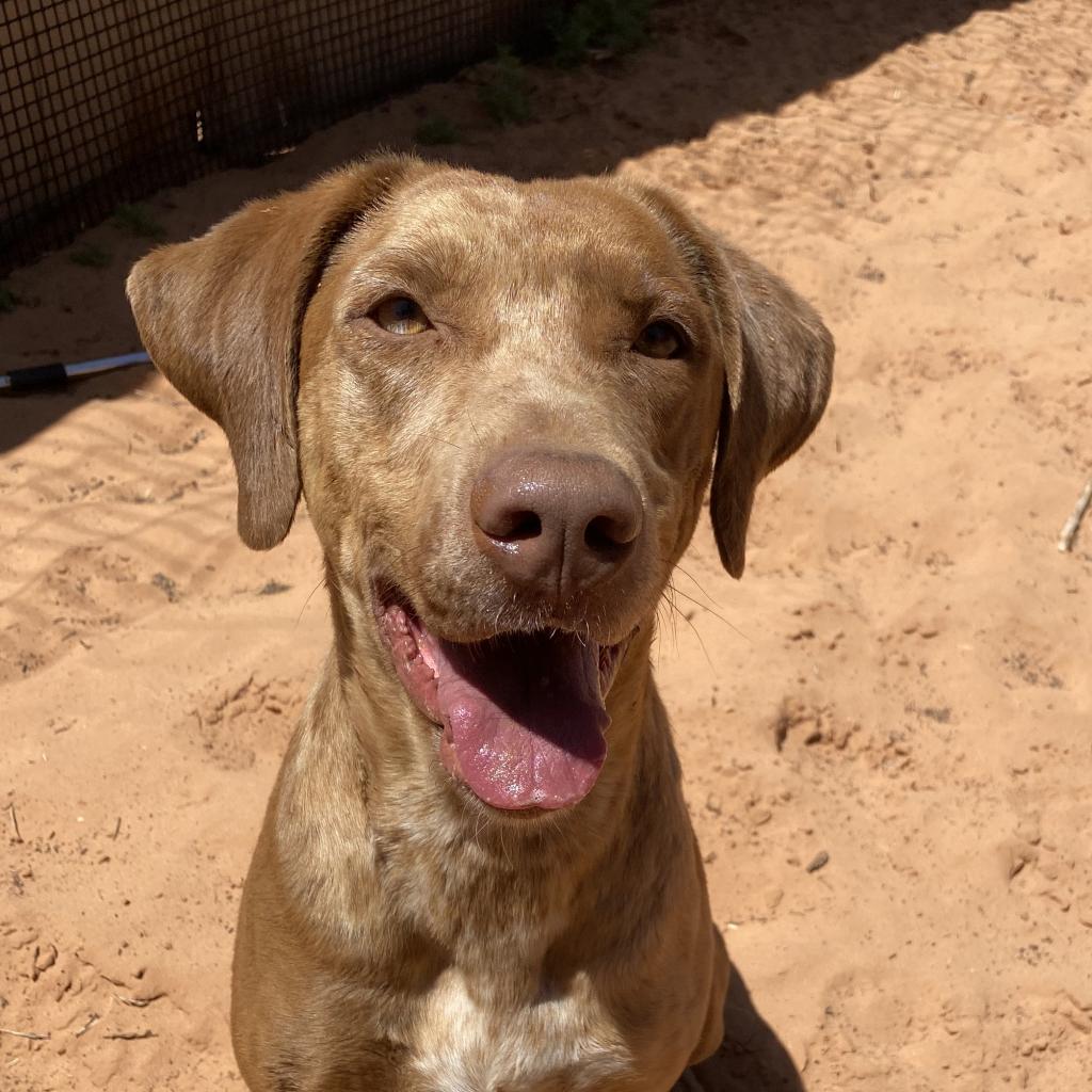 Adoptable Female Female