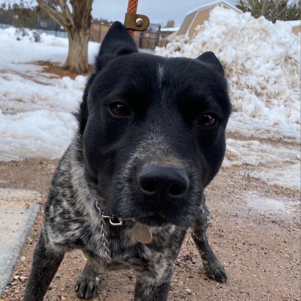 Leif - Cattle Dog / Mixed