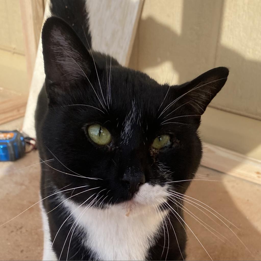 Adoptable Male Male