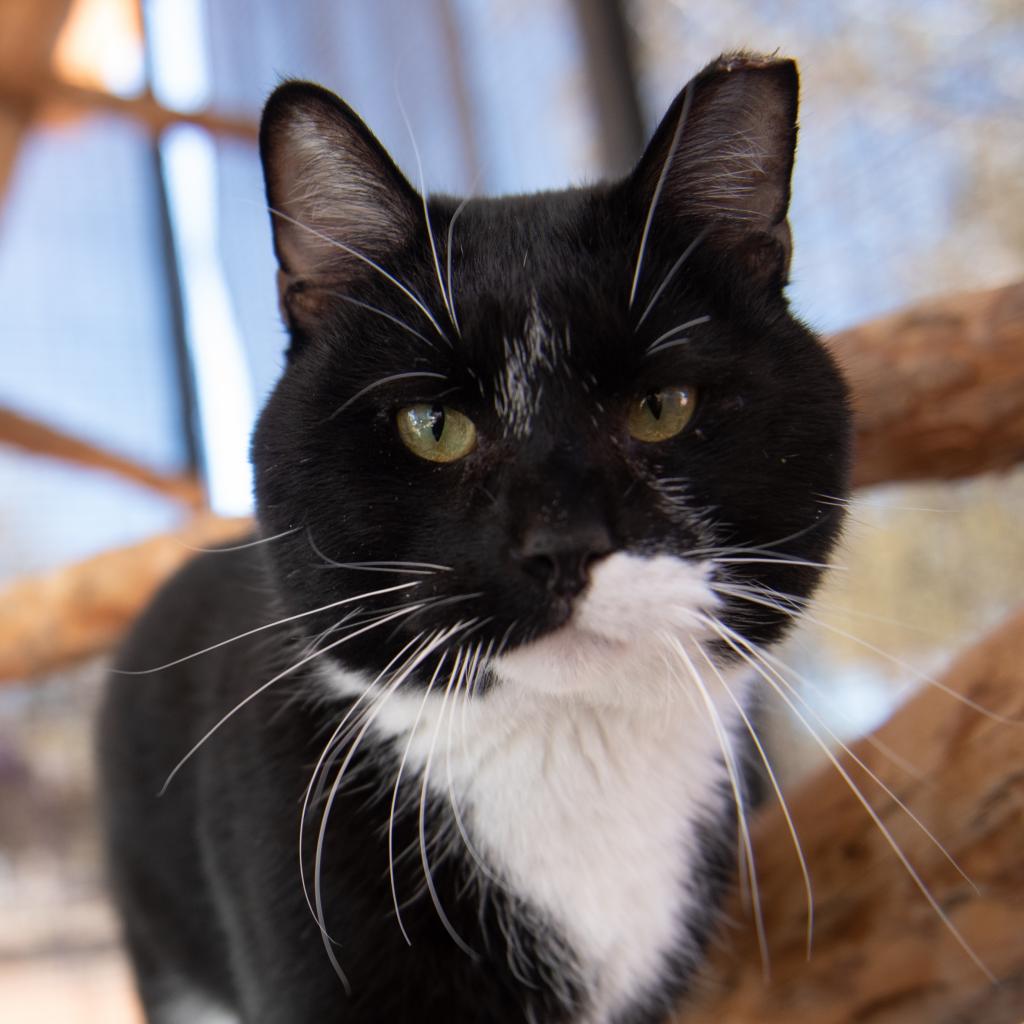 Adoptable Male Male