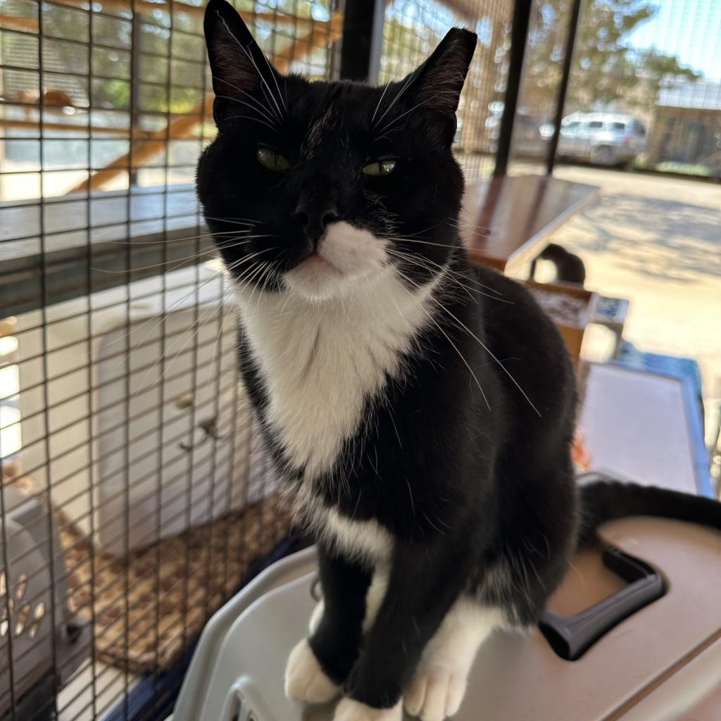 Adoptable Male Male