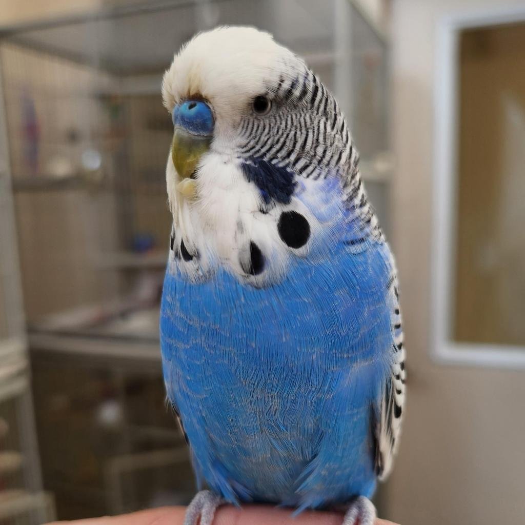 Melvin - Parakeet - Other