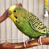 adoptable Bird in Kanab, UT named Calvin