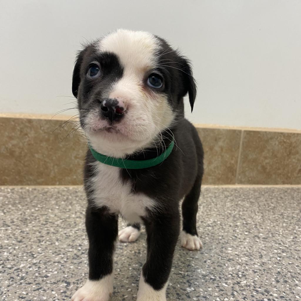 Dog for Adoption Havarti, a Australian Shepherd in Kanab, UT Alpha Paw