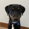 adoptable Dog in Kanab, UT named Stabler