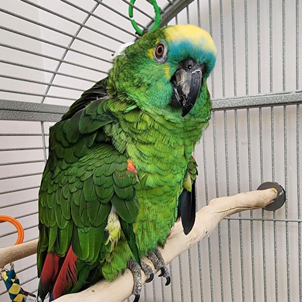 Birds for Adoption | Best Friends Animal Society - Save Them All