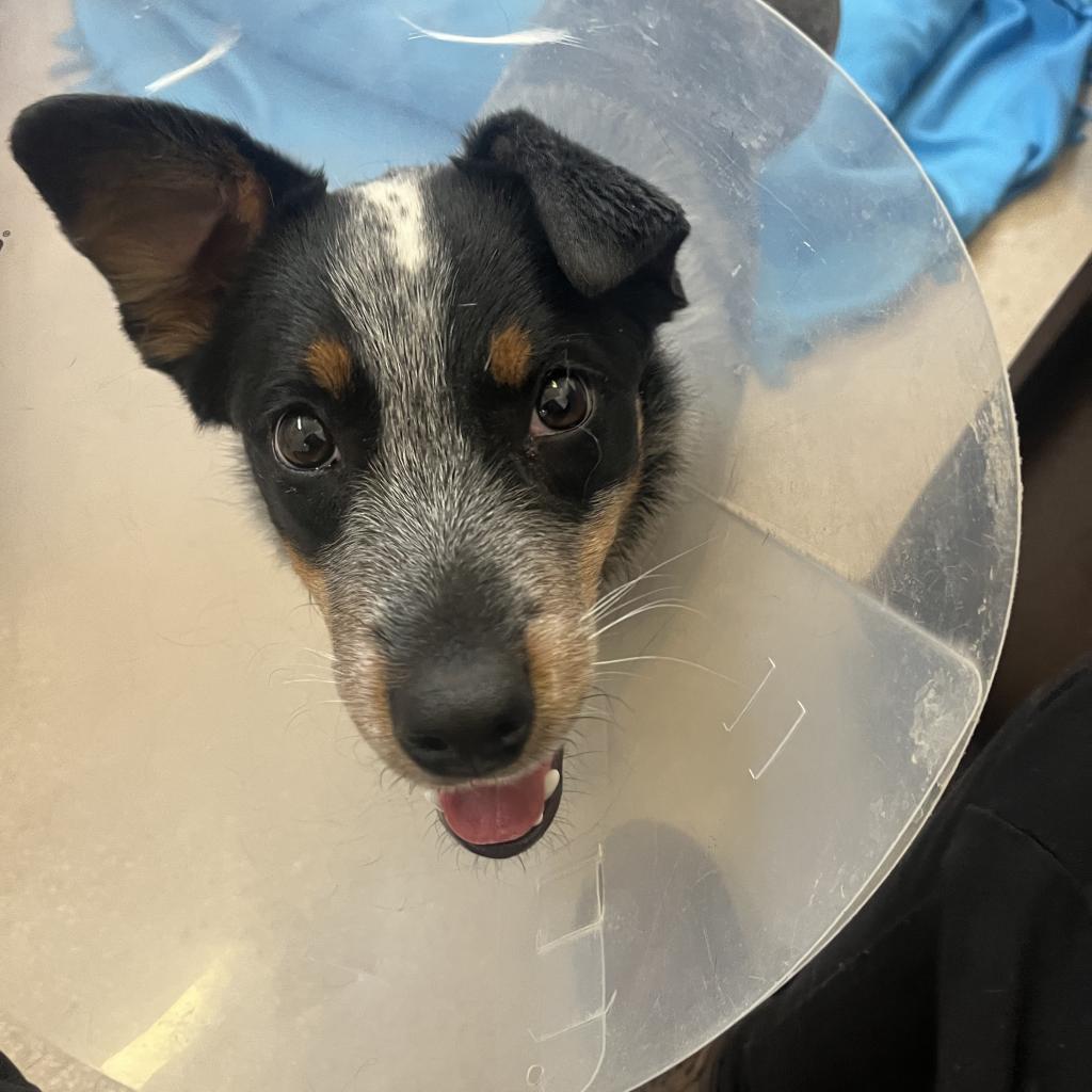 Lego - Cattle Dog / Mixed