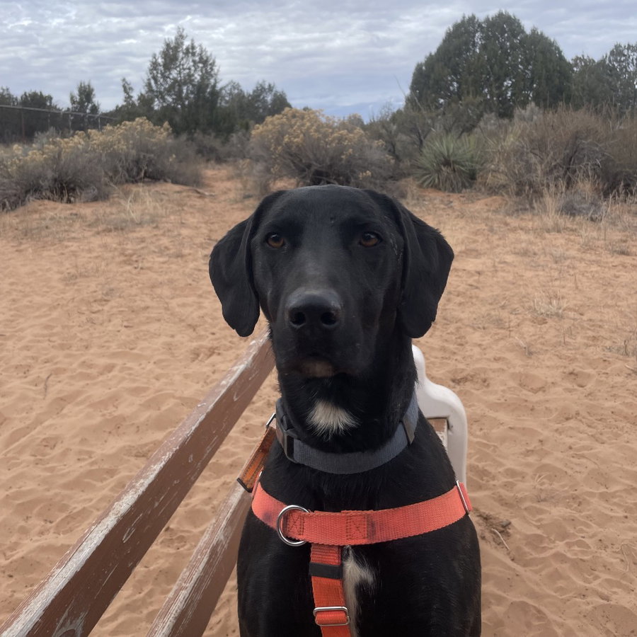 Finn