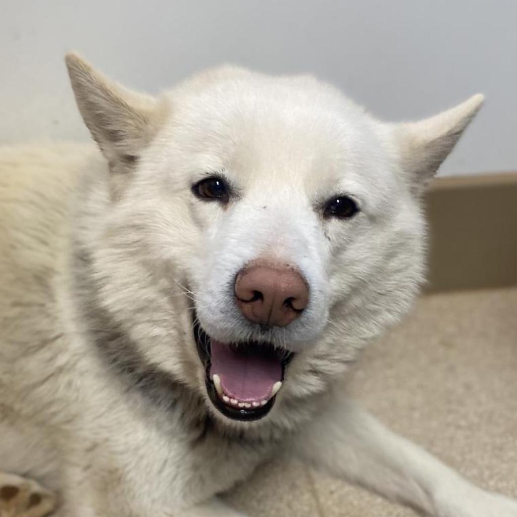 Adoptable Male Male