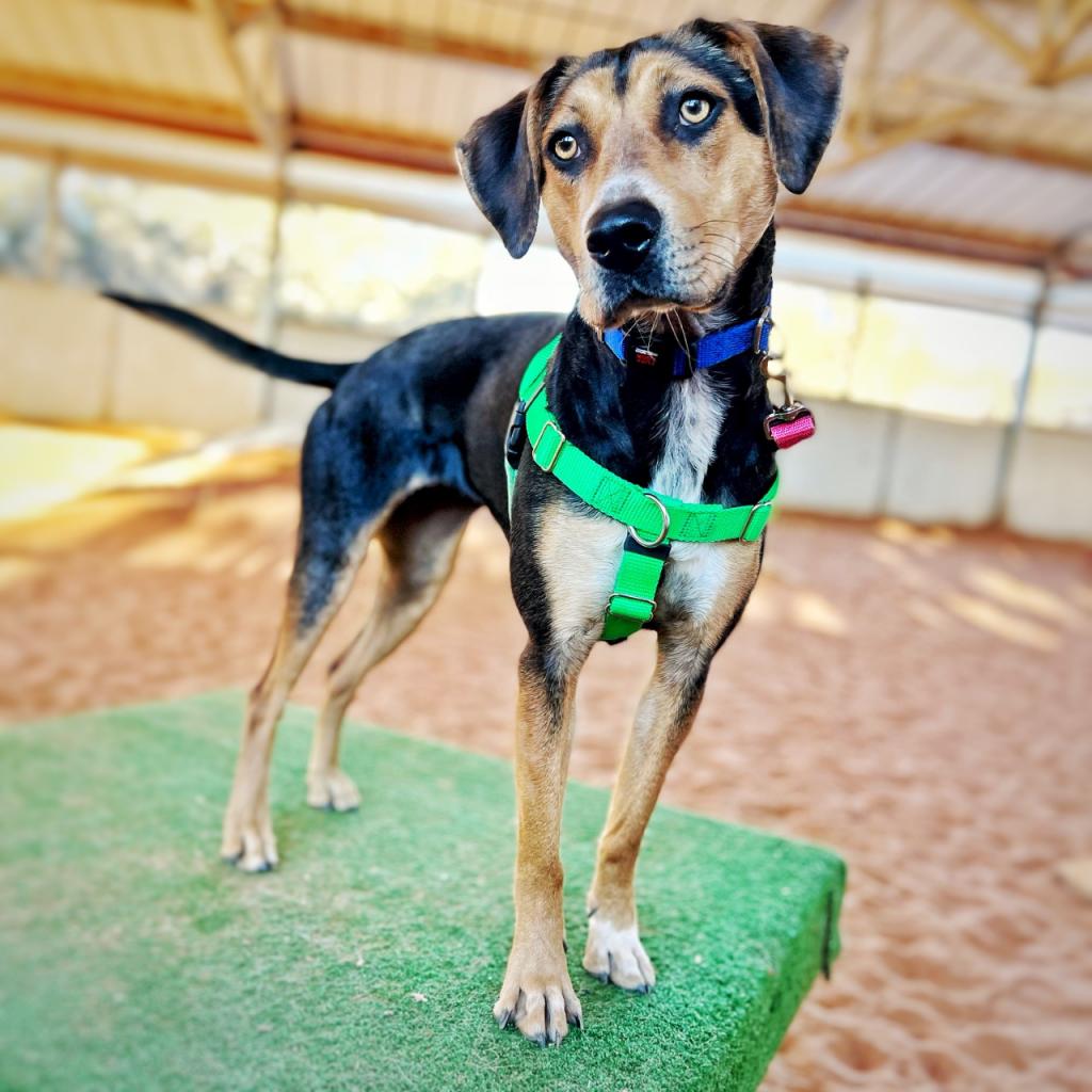 Adoptable Female Female