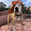 adoptable Dog in Kanab, UT named Chili