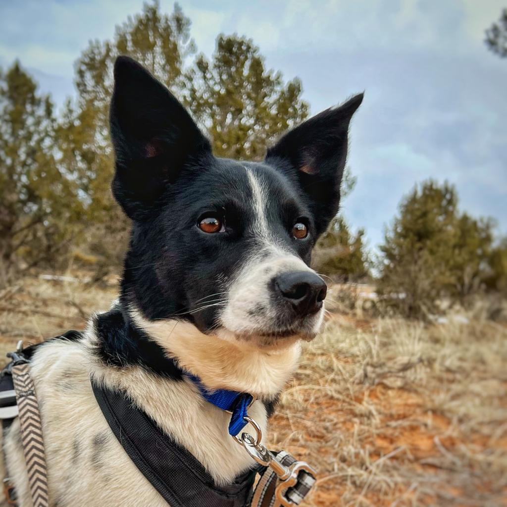 Adoptable Female Female