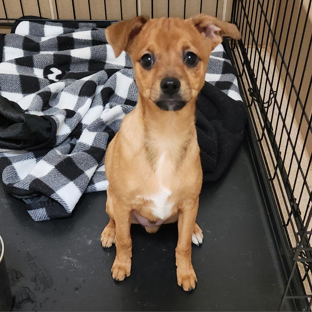 hypoallergenic dogs for adoption new york