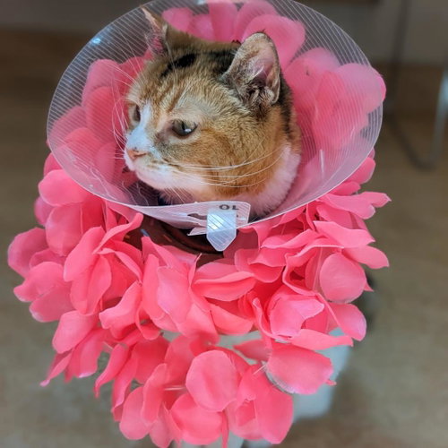 Charlee, Senior Domestic Medium Hair, cat for adoption in Kanab, Utah