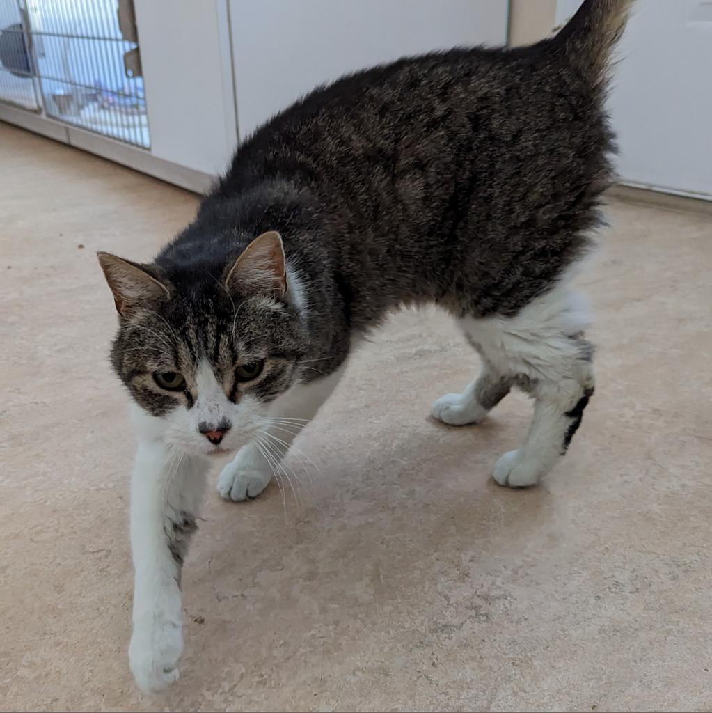 Max - Domestic Short Hair