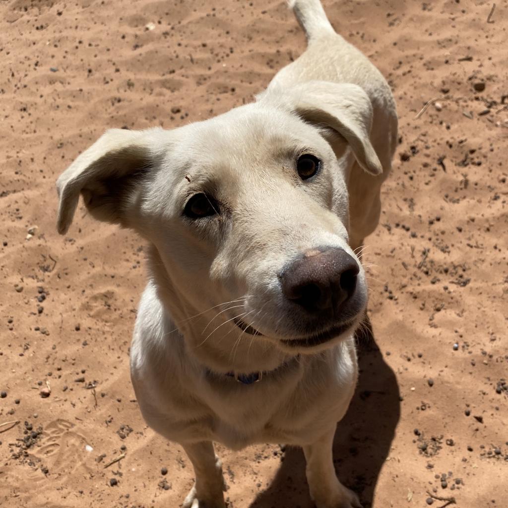 Adoptable Female Female