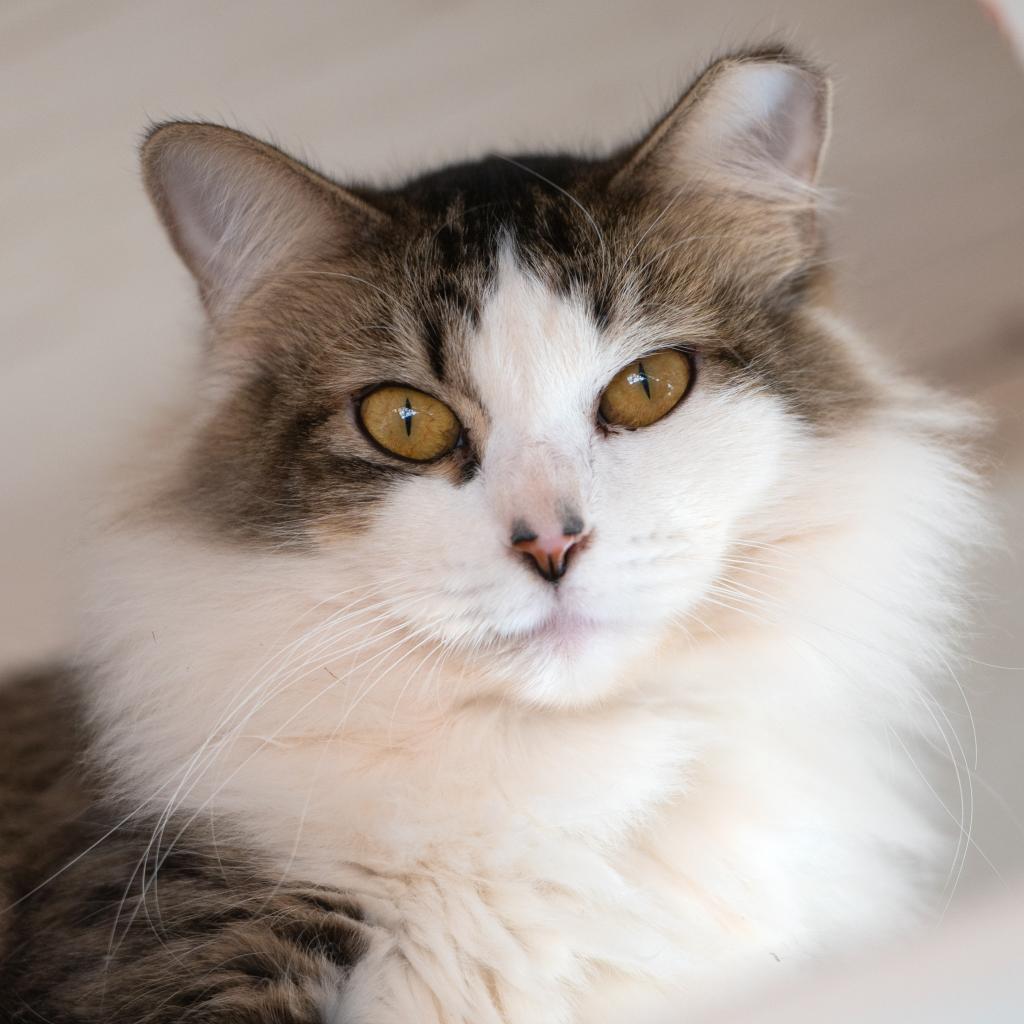 Lagertha - Domestic Long Hair