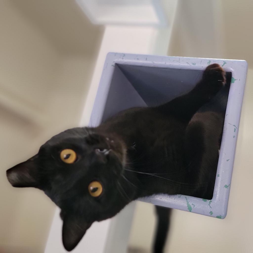 Adoptable Male Male