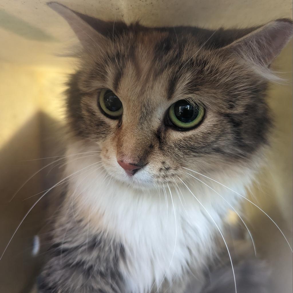 Helga - Domestic Long Hair