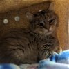 adoptable Cat in kanab, UT named Ragnar