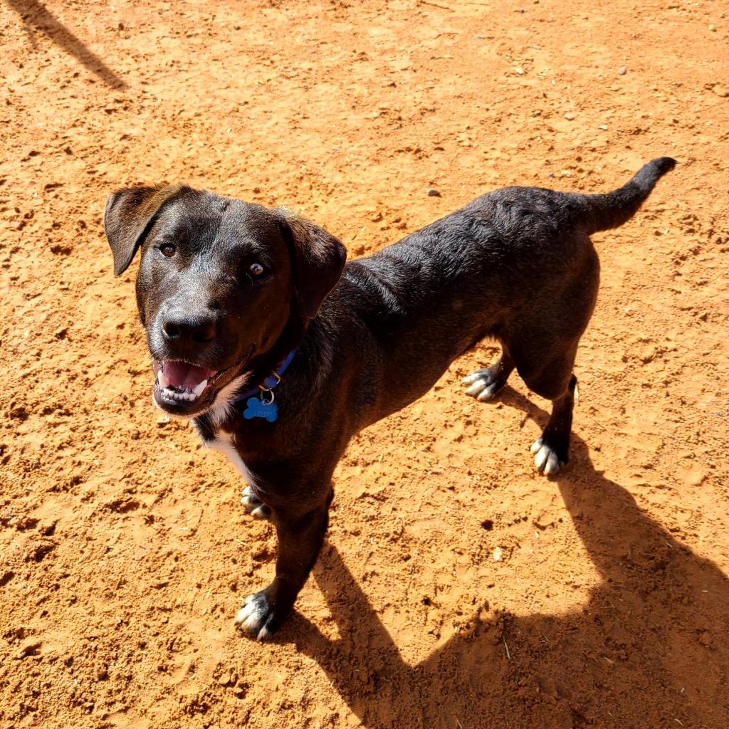 Blanky - Labrador Retriever / Mixed