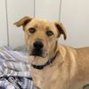 adoptable Dog in Kanab, UT named Swerve