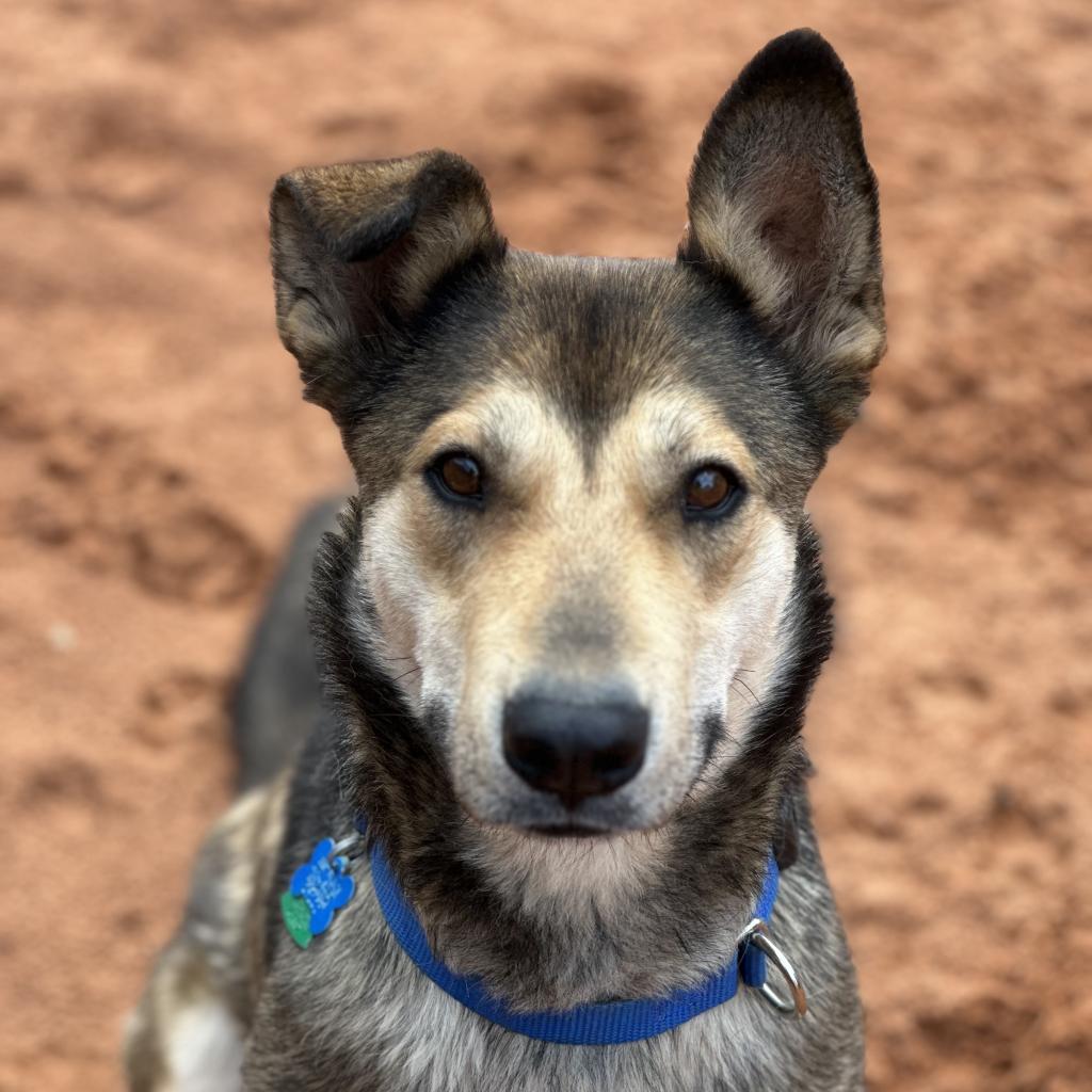 Adoptable Female Female
