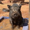 adoptable Pig in Kanab, UT named Milosh