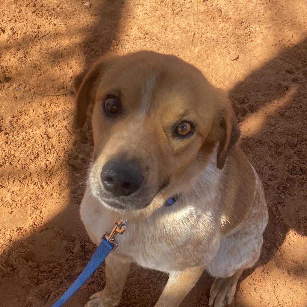 Adoptable Male Male