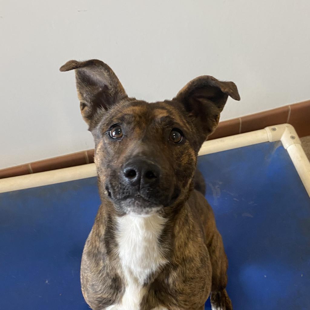 Emmeline - American Pit Bull Terrier / Mixed