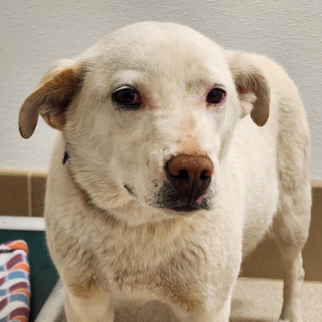 Adoptable Female Female