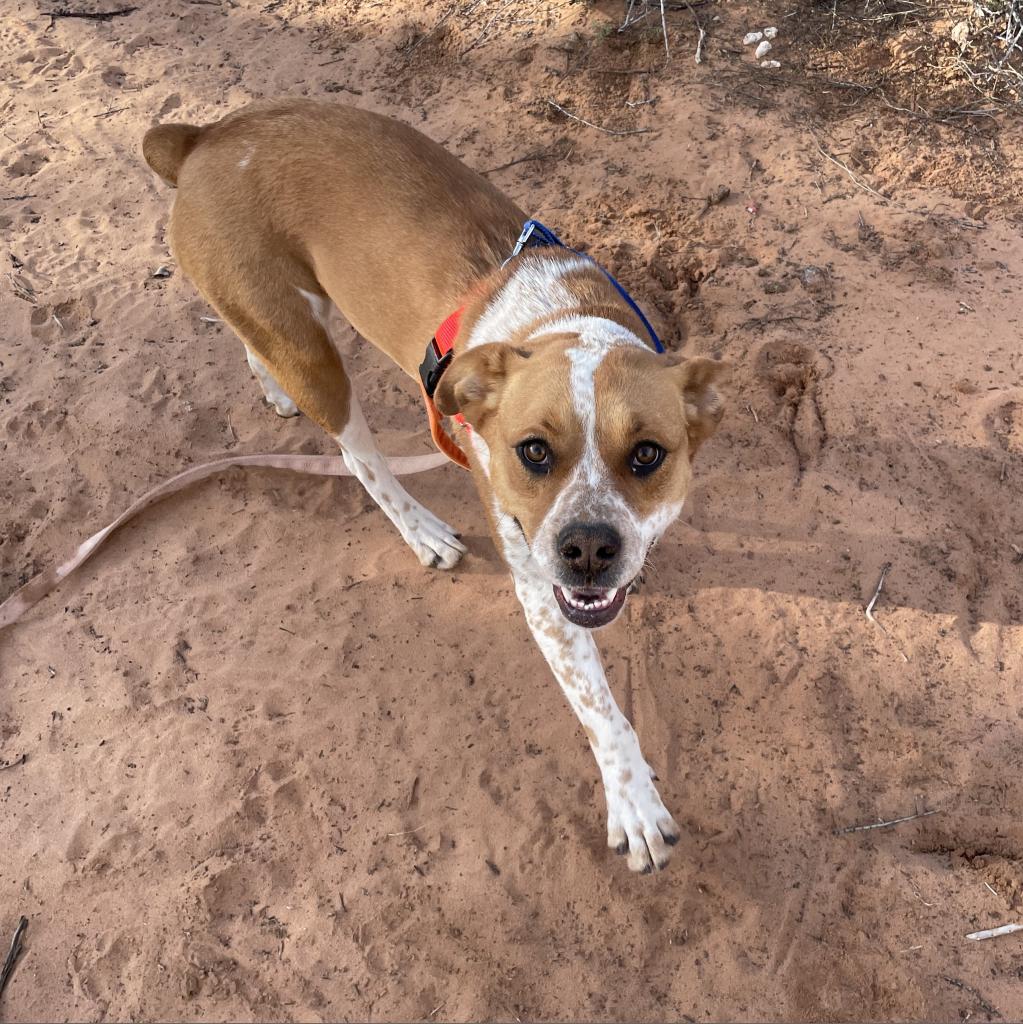 Adoptable Female Female