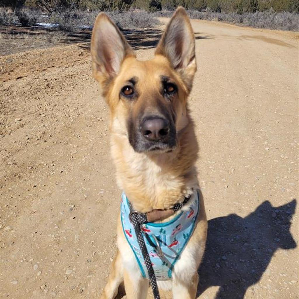Adoptable Female Female