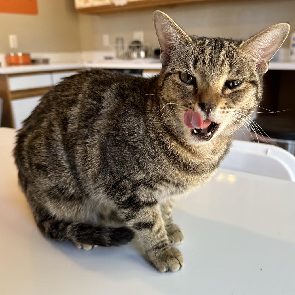 Adoptable Male Male