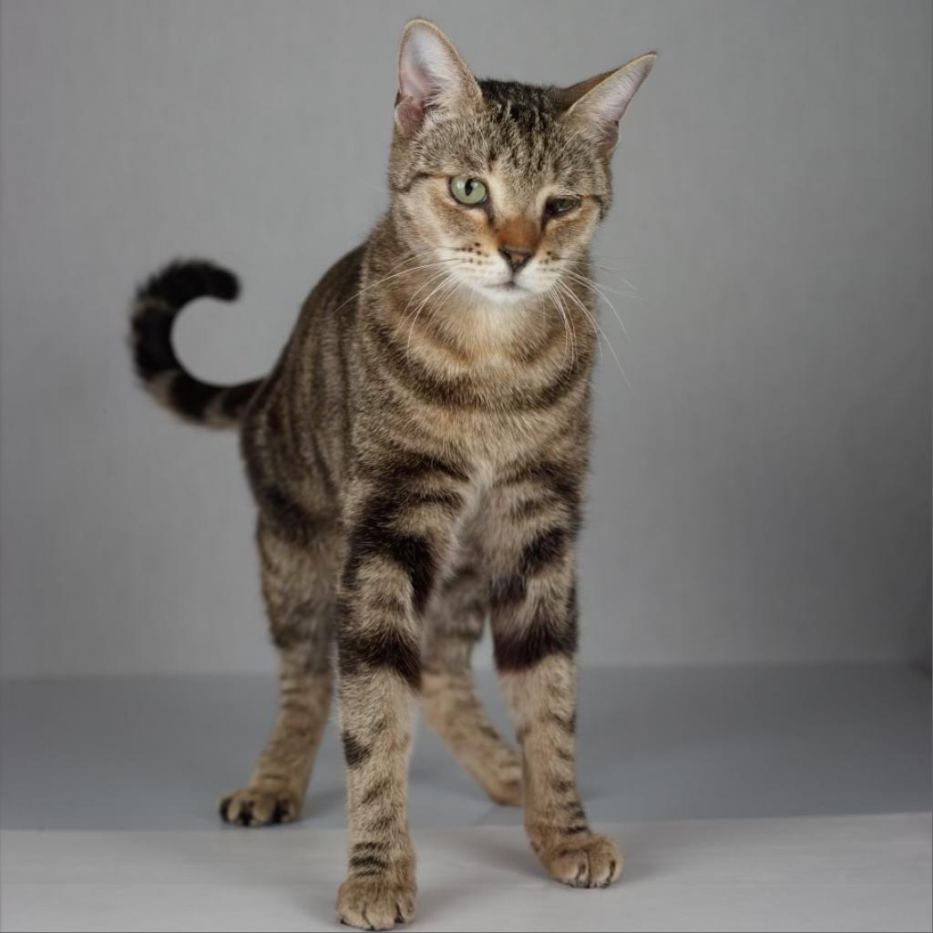 Adoptable Male Male