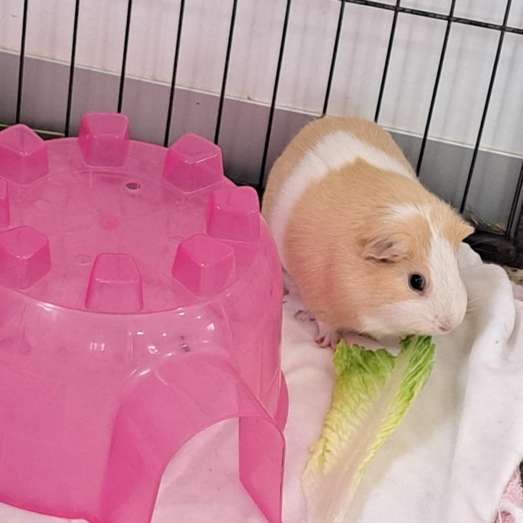 Adoptable Male Male