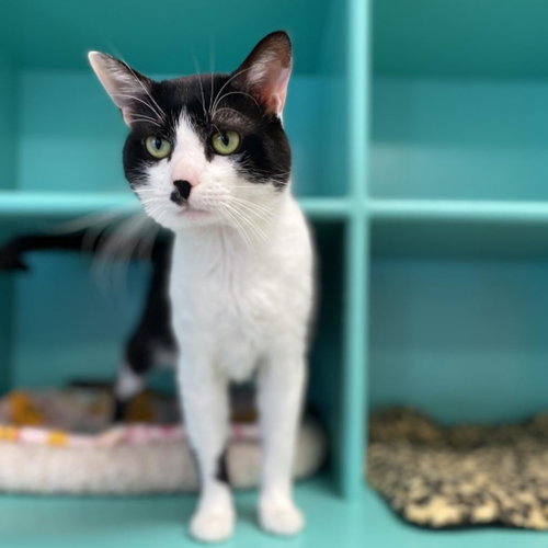 Checkers, Adult Domestic Short Hair, cat for adoption in Kanab, Utah