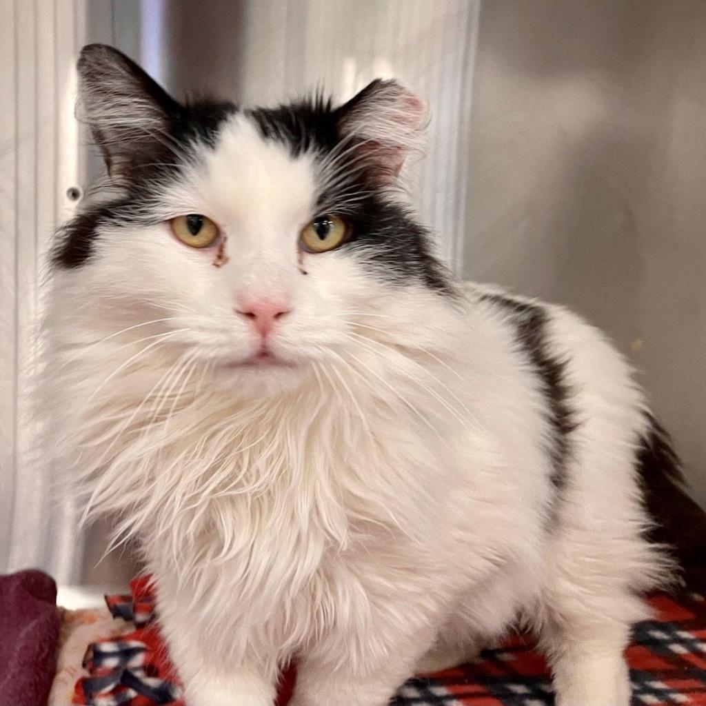 Rowan - Domestic Medium Hair
