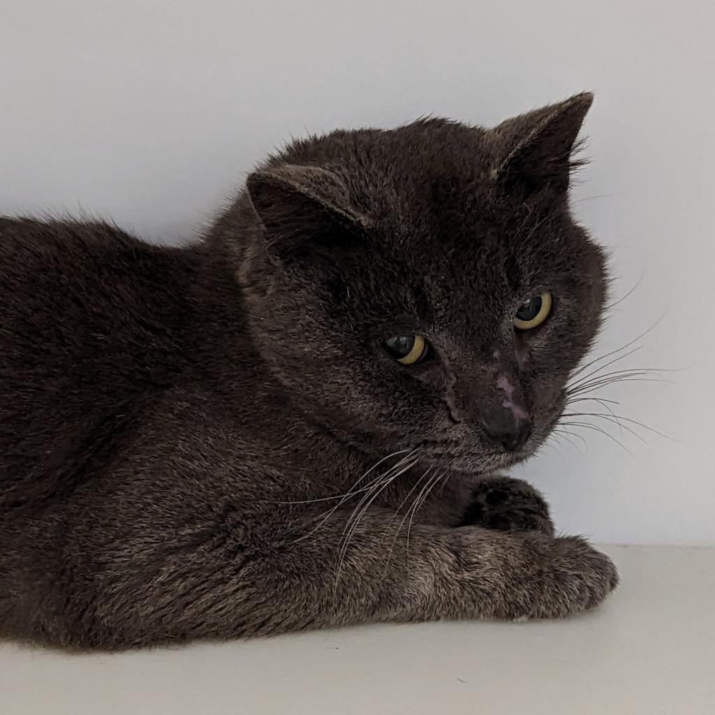 Solas - Domestic Short Hair