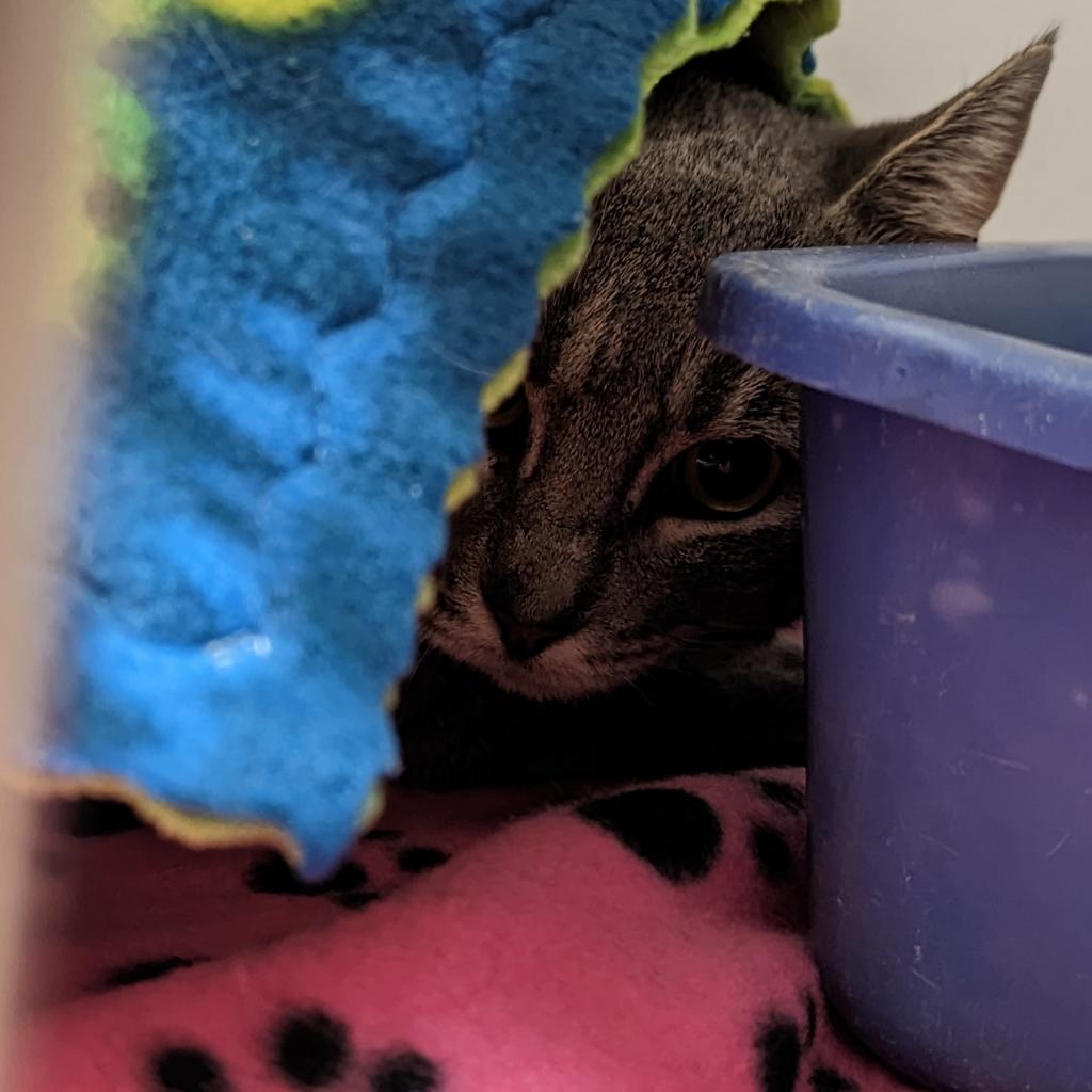 Kelp - Domestic Short Hair